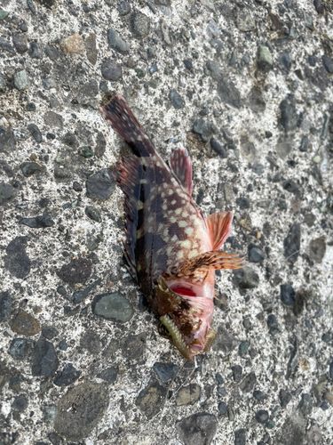 カサゴの釣果