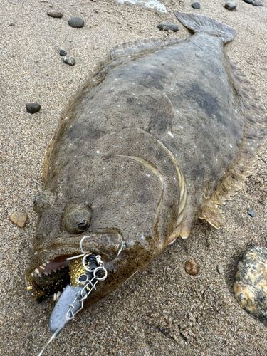 ヒラメの釣果