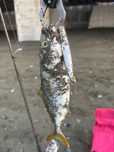 ワカシの釣果