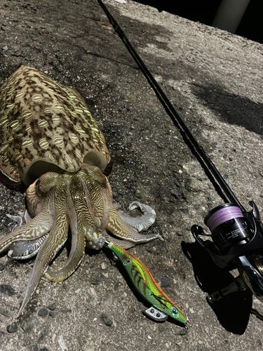 モンゴウイカの釣果