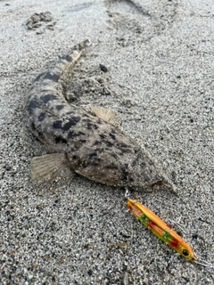 マゴチの釣果