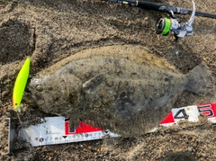 ヒラメの釣果