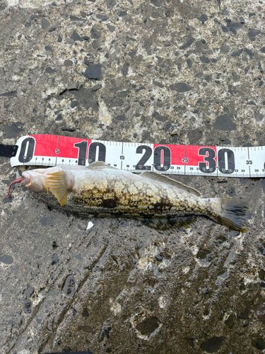 アイナメの釣果