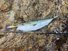 ヤズの釣果