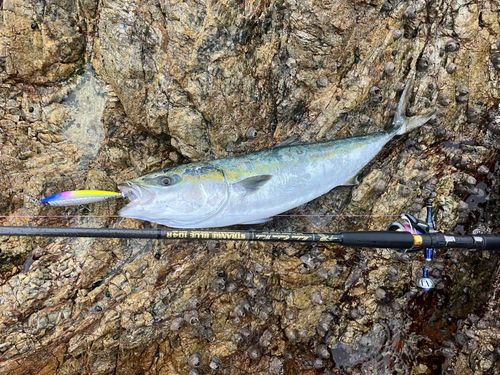 ヤズの釣果