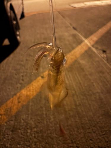 マメイカの釣果