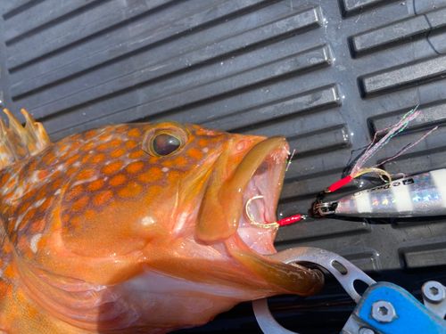 キジハタの釣果