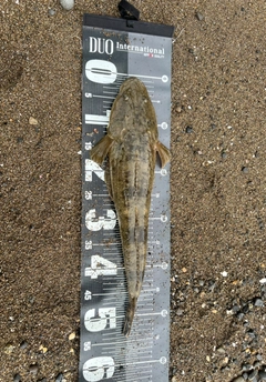 マゴチの釣果