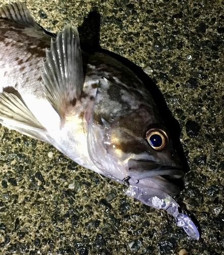 クロソイの釣果