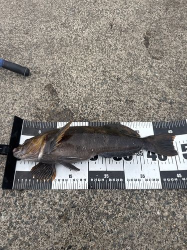 アイナメの釣果