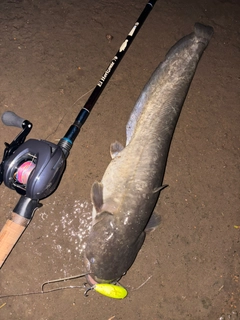 ナマズの釣果