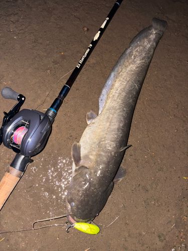 ナマズの釣果