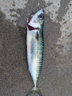 サバの釣果