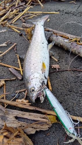 アメマスの釣果