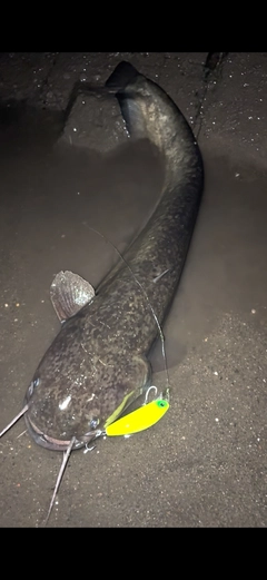 ナマズの釣果