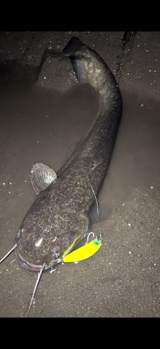 ナマズの釣果