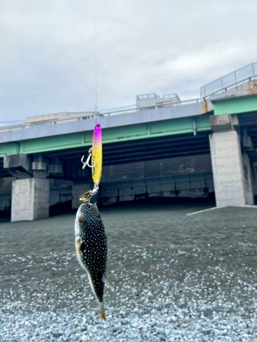 クサフグの釣果