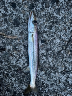 カマスの釣果
