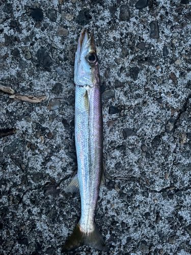 カマスの釣果