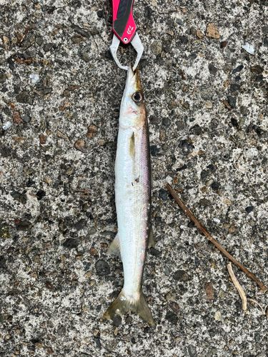 カマスの釣果