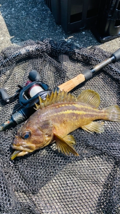 シマソイの釣果