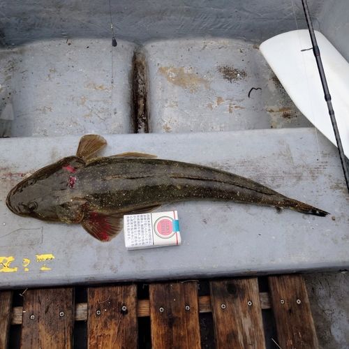 マゴチの釣果