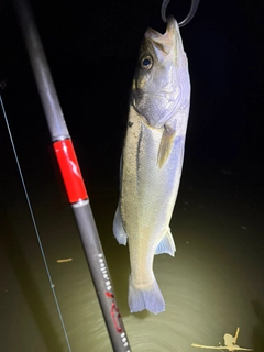 スズキの釣果