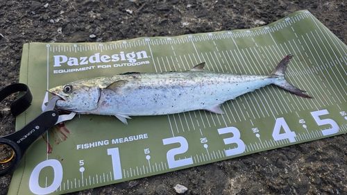 サゴシの釣果