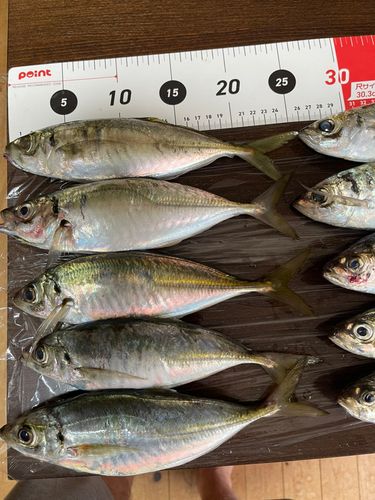 アジの釣果