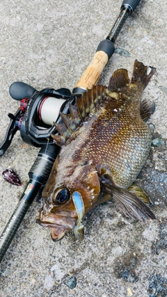 エゾメバルの釣果