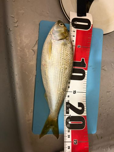 コノシロの釣果