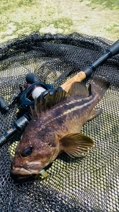 シマソイの釣果
