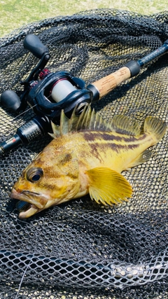 シマソイの釣果