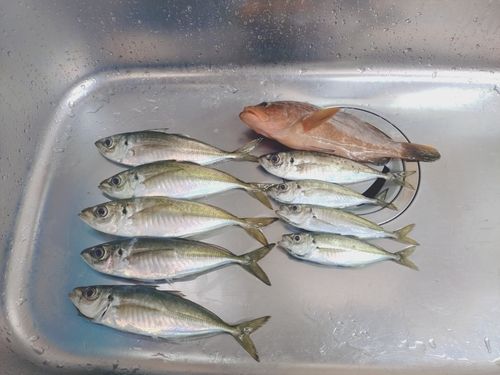 アジの釣果