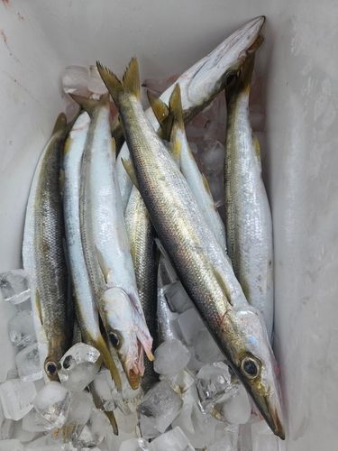 カマスの釣果