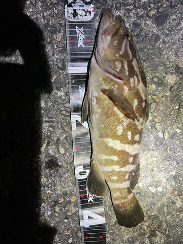 クエの釣果