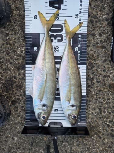 アジの釣果