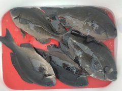 クチブトグレの釣果