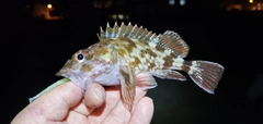 ガシラの釣果