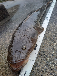 マゴチの釣果