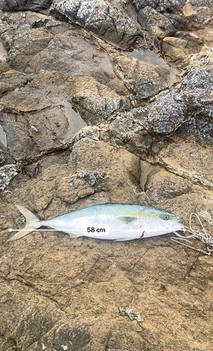 フクラギの釣果