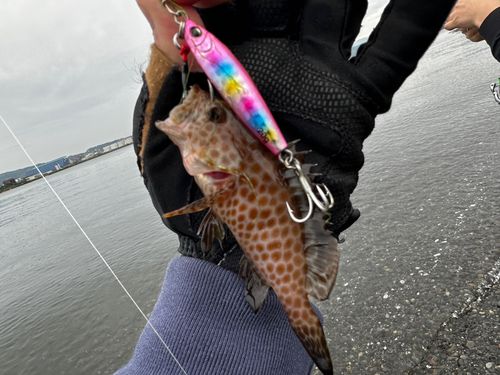 オオモンハタの釣果