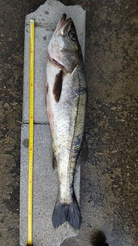 シーバスの釣果