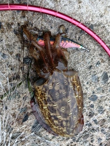モンゴウイカの釣果