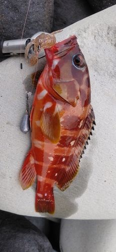 アカハタの釣果