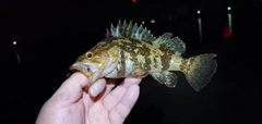 タケノコメバルの釣果