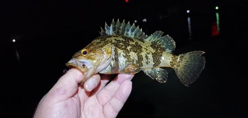 タケノコメバルの釣果