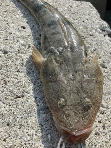 マゴチの釣果