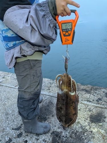 モンゴウイカの釣果