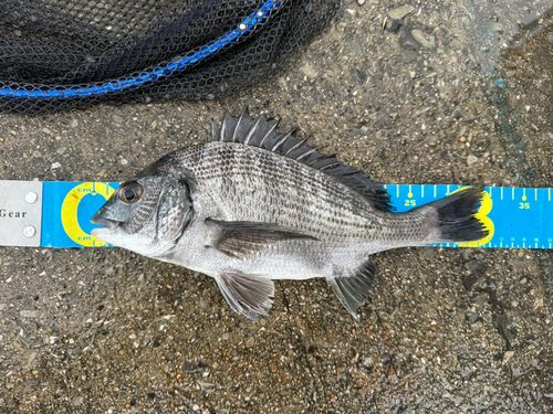 チヌの釣果